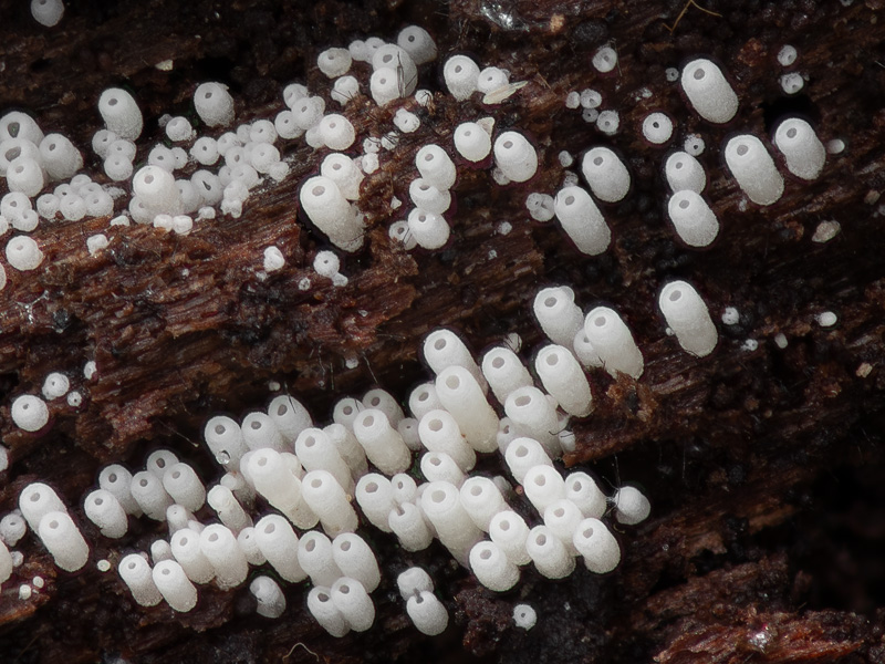 Henningsomyces candidus